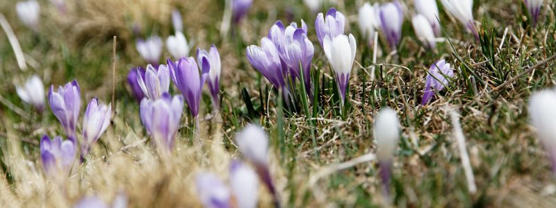 Spring Cleansing | What to do and not to do 