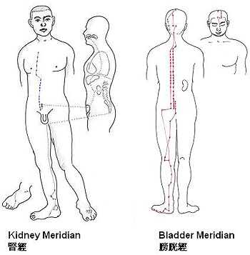 Kidney and Bladder Meridian